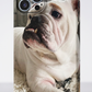Personalised Pet portrait phone cases (iPhone/Samsung)